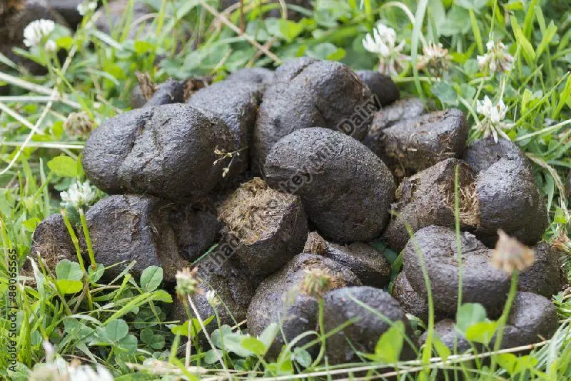 donkey-dung-1675053392-6728648.webp