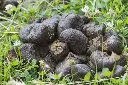 donkey-dung-1675053392-6728648.webp