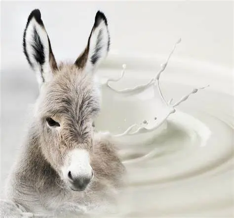 Donkey Milk Mini Bot